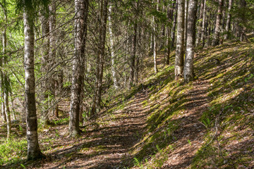 Forest path along the slope  In Karelia