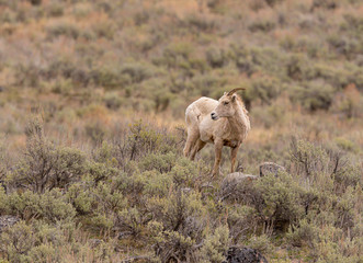 Big Horn Ewe with only one horn