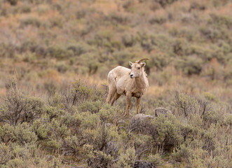 Big Horn Ewe with only one horn