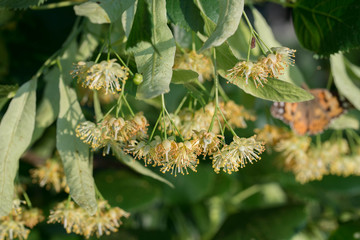 tilia, lime, linden flowers and leaves
