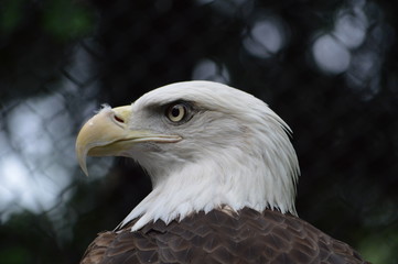 portrait of an american bald eagle