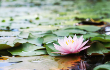 Pink lotus and pads in pool