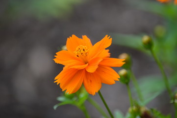 yellow flower in the garden