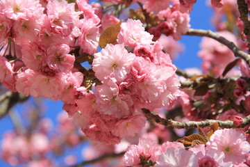 春の風景/満開の桜/弘前公園の関山(青森県)