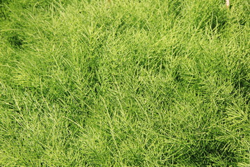 茂ったスギナ(青森県)