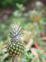 pineapple fruit on blurred of nature background space for write wording