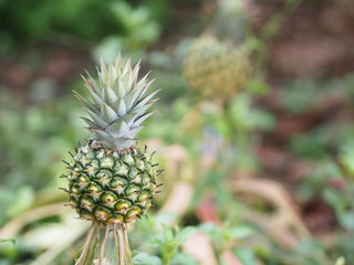 Fototapeta premium pineapple fruit on blurred of nature background space for write wording
