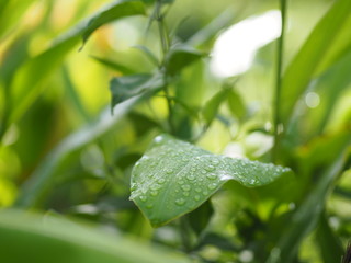Rain drops on the green leaves on blurred of nature background