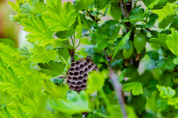 .Wasp nest on gooseberry