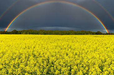 Field with blossom rapeseed, just before thunderstorm, concept of weather forecast  