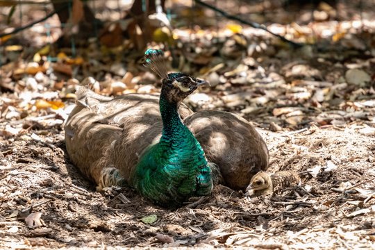 Peahen with chick on nest