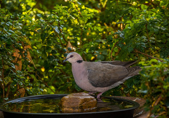 A secretive wild bird drinks water at a birdbath hidden in an urban garden image with copy space in landscape format
