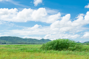 Green field,mountain and sky .