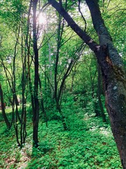 Trees in forest