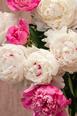 close up of white and pink peony buds floral abstract backdrop