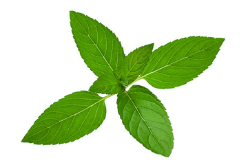Naklejka na ściany i meble Peppermint leaf closeup