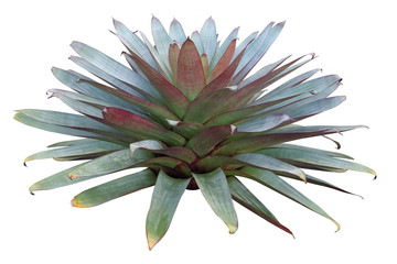 Giant bromeliad alcantarea imperialis isolated on white background for graphic garden design purpose