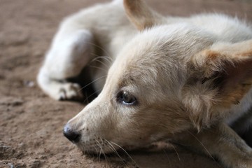 Depressed puppies due to stomach ulcers