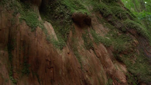 The giant tree is known to live for a thousand years. 4K beautiful sacred tree in Lala Mountain, Taoyuan, Taiwan.