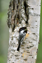 Black-capped chickadee (Poecile atricapillus) brings food to its nest.