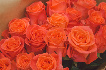 close up   orange rose flower buds
