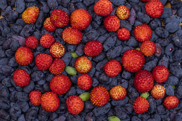 The freshly collected blue-berried honeysuckle mixed with wild strawberries 
