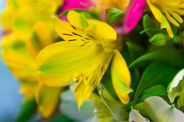 Obraz premium close up Alstroemeria flowers bouquet blurred background