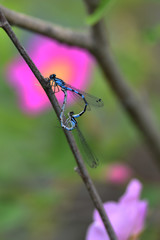 Bluet damselflies clinging to twigs