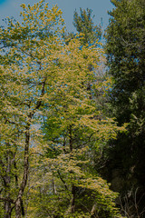 Fototapeta premium Starved Rock State Park, Illinois