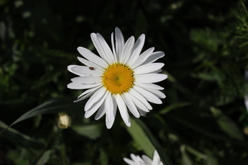 Obraz premium Chamomile