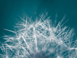 Dandelion macro photography. Turquoise background. Art photography.