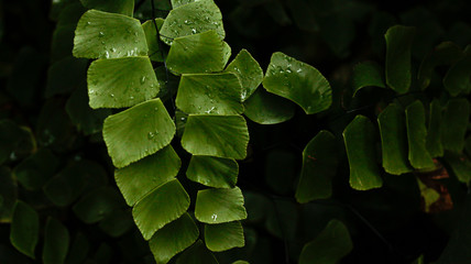 square leaves