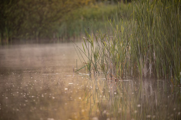 Obraz na płótnie Canvas misty pond