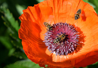 Bees collect pollen from poppies.