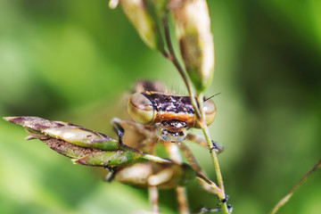 Dragonfly closeup in the grass. Amazing macro world. Macro photo. Summer concept. Large insects.