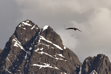 Naklejka na ściany i meble An Osprey (Pandion haliaetus) soars along Alaska's Chugach Range