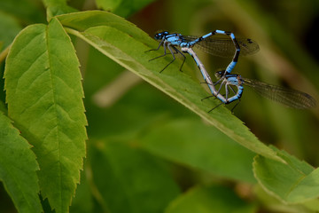 Bluet damselflies on a leaf