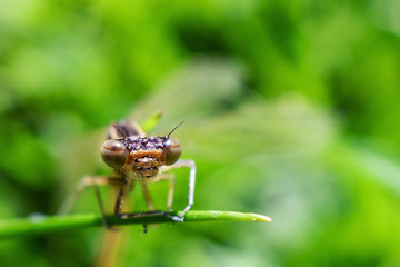Dragonfly closeup in the grass. Amazing macro world. Macro photo. Summer concept. Large insects.