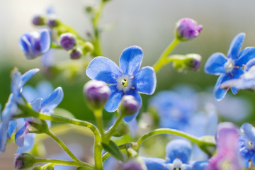 Small blue forget-me-nots close up. Macro photography, the concept of summer bloom. Minimalism, design. 