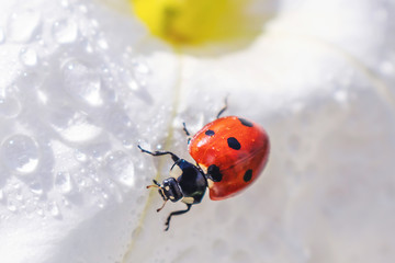 Little ladybug on a white and yellow narcissus flower in bright sunlight with highlights. Summer macro photo. Minimalism, summer concept for posters, postcards. Copy space. Amazing beauty of insects.