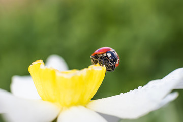 Little ladybug on a white and yellow narcissus flower in bright sunlight with highlights. Summer macro photo. Minimalism, summer concept for posters, postcards. Copy space. Amazing beauty of insects.