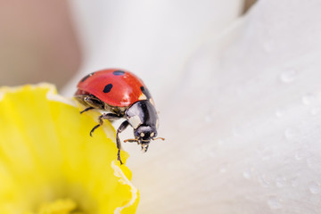 Little ladybug on a white and yellow narcissus flower in bright sunlight with highlights. Summer macro photo. Minimalism, summer concept for posters, postcards. Copy space. Amazing beauty of insects.