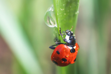 Little ladybug on a green leaf in bright sunlight with highlights. Summer macro photo. Minimalism, summer concept for posters, postcards. Copy space. 