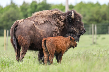 bison