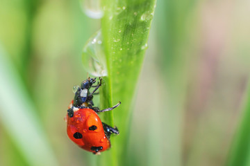 Little ladybug on a green leaf in bright sunlight with highlights. Summer macro photo. Minimalism, summer concept for posters, postcards. Copy space. 