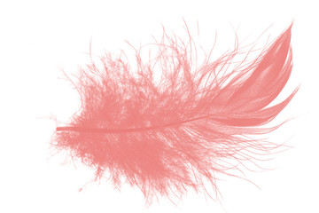 Beautiful soft pink feather isolated on white background