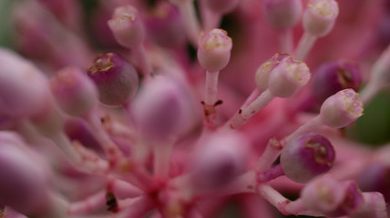 macro flower buds