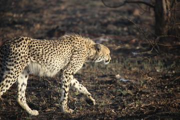 Cheetah out for a stroll