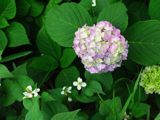 色づき始めた紫陽花とドクダミ