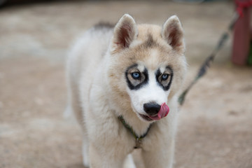 White Siberian Husky puppy looking